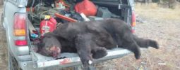 Sorry but not the best picture. This is my first bear with my muzzleloader. Was walking to the truck and jumped her. Made a fast shot and followed up for a 2nd shot and missed. Loaded up to finish her but she ran up a tree. I shot her again and had a hell of a time getting her down. Love my bighorn