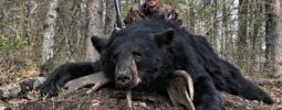Harvested my Black Bear at Agassiz Outfitters in Manitoba on 23 - May, 2019.  The range was 45 yards and my Knight Bighorn placed the shot perfectly through both lungs.  He didn't make it 50 yards from point of impact.